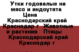 Утки годовалые на мясо и индоутята › Цена ­ 120 - Краснодарский край, Краснодар г. Животные и растения » Птицы   . Краснодарский край,Краснодар г.